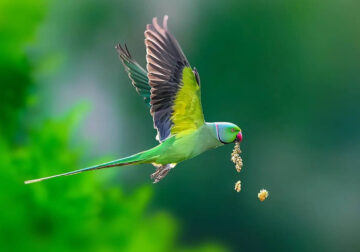 Indian Bird Photography by Vidisha Choudhury