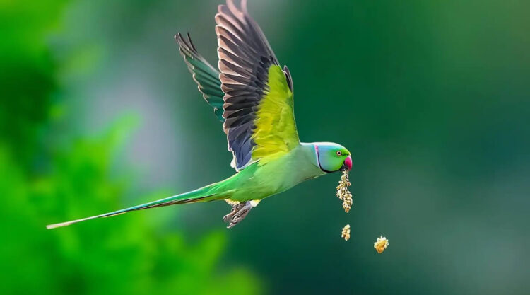 Indian Bird Photography by Vidisha Choudhury