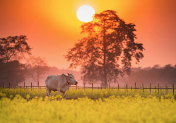 Outstanding Landscape and Travel Photography By Sachin Bharali