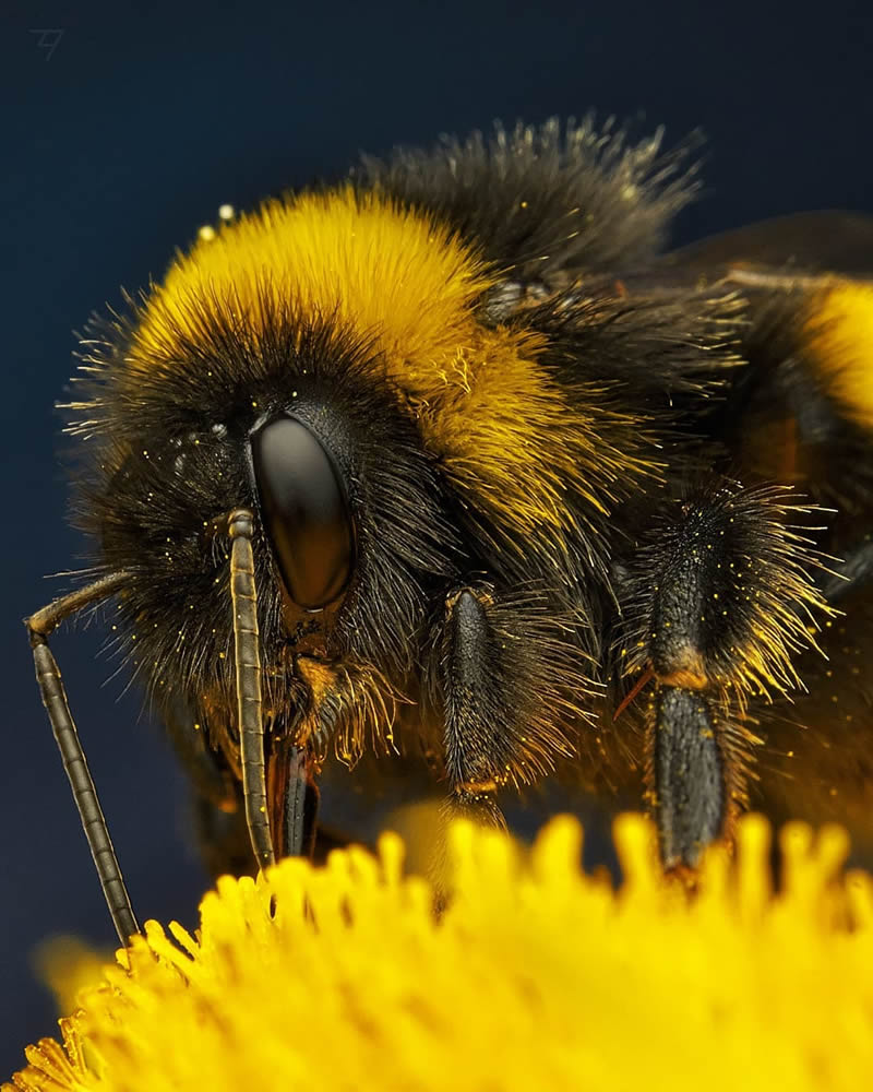 Macro Photos Of Insects, Flowers, Snails by Andrey Aydarov