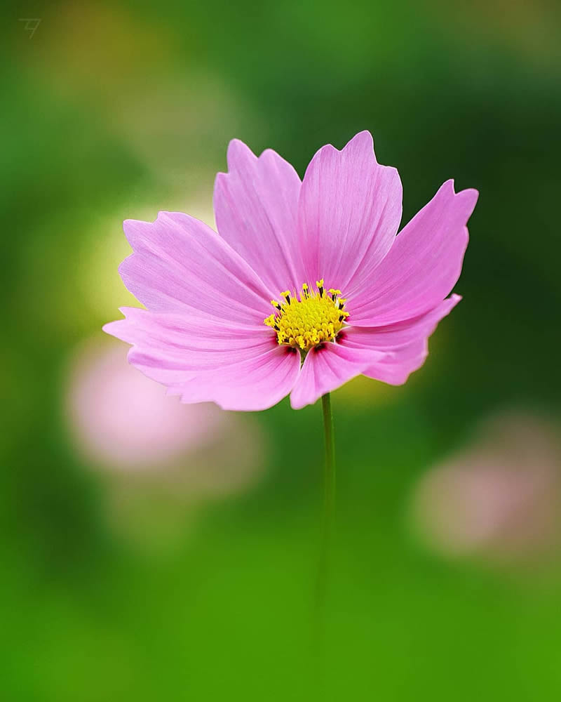 Macro Photos Of Insects, Flowers, Snails by Andrey Aydarov