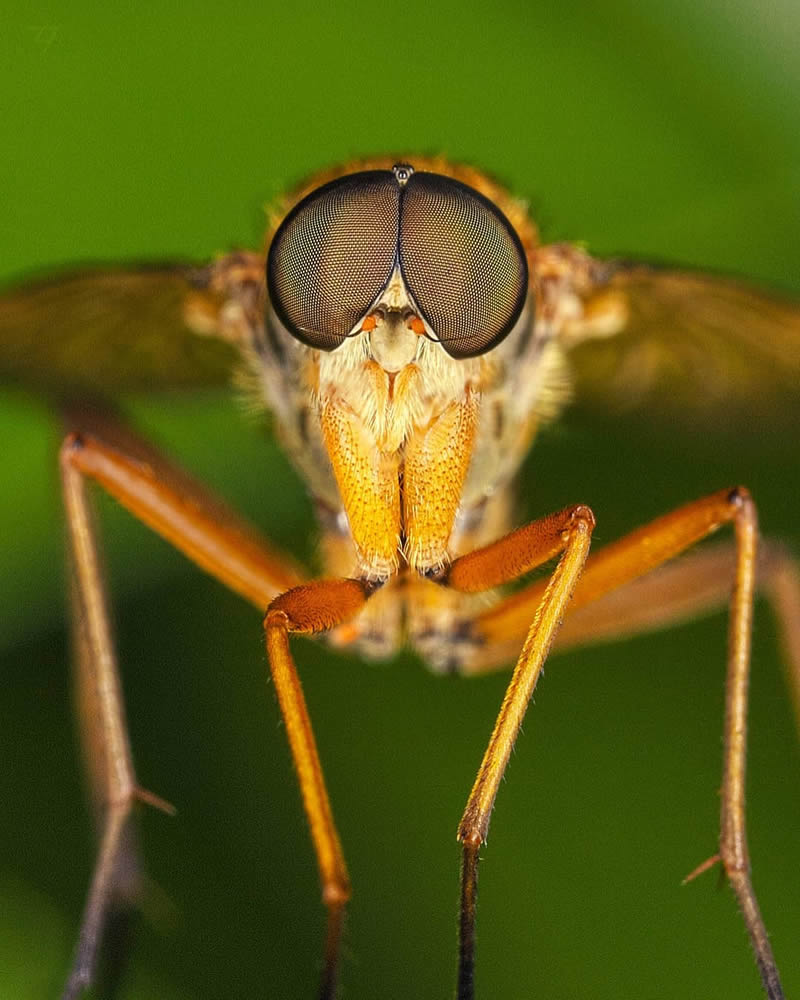 Macro Photos Of Insects, Flowers, Snails by Andrey Aydarov