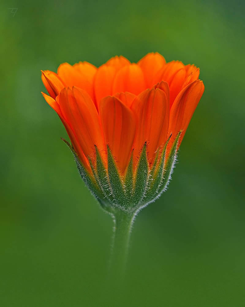 Macro Photos Of Insects, Flowers, Snails by Andrey Aydarov