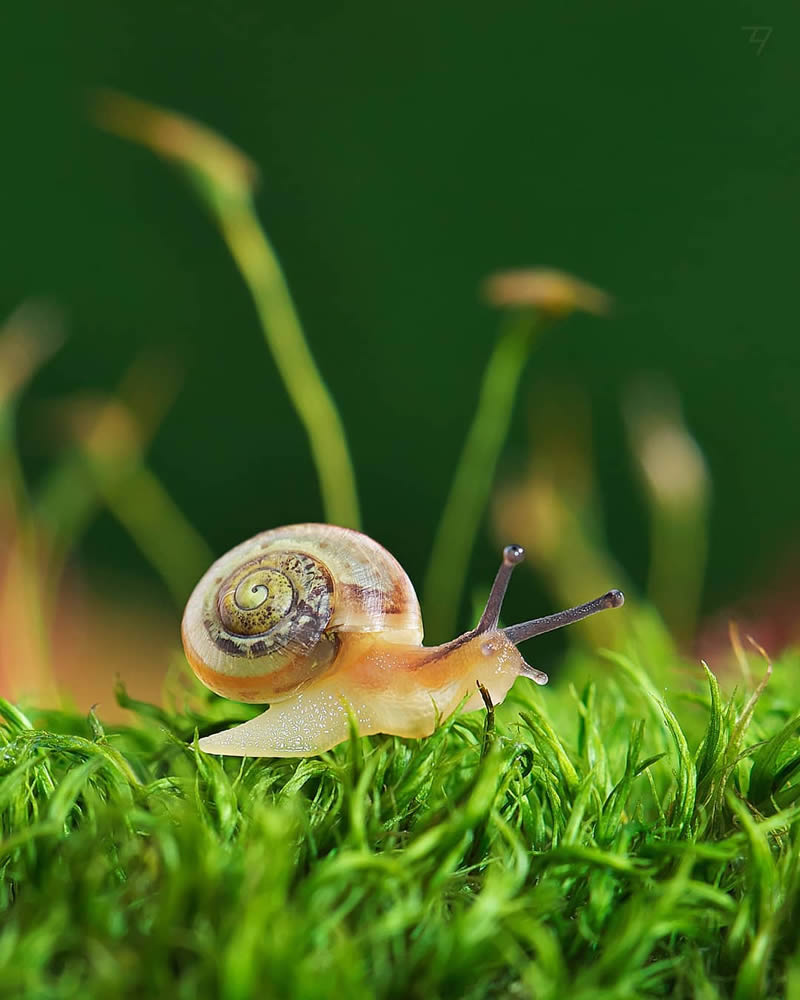 Macro Photos Of Insects, Flowers, Snails by Andrey Aydarov