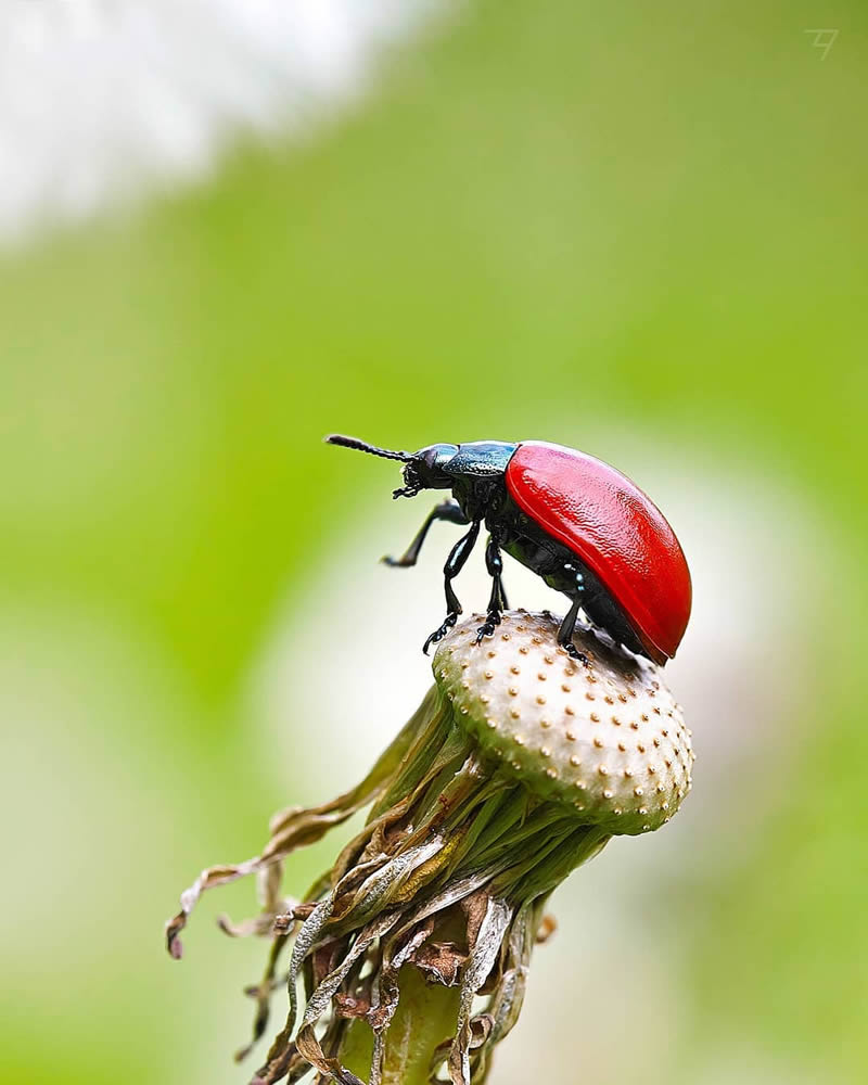 Macro Photos Of Insects, Flowers, Snails by Andrey Aydarov