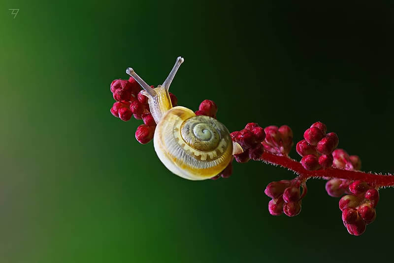 Macro Photos Of Insects, Flowers, Snails by Andrey Aydarov