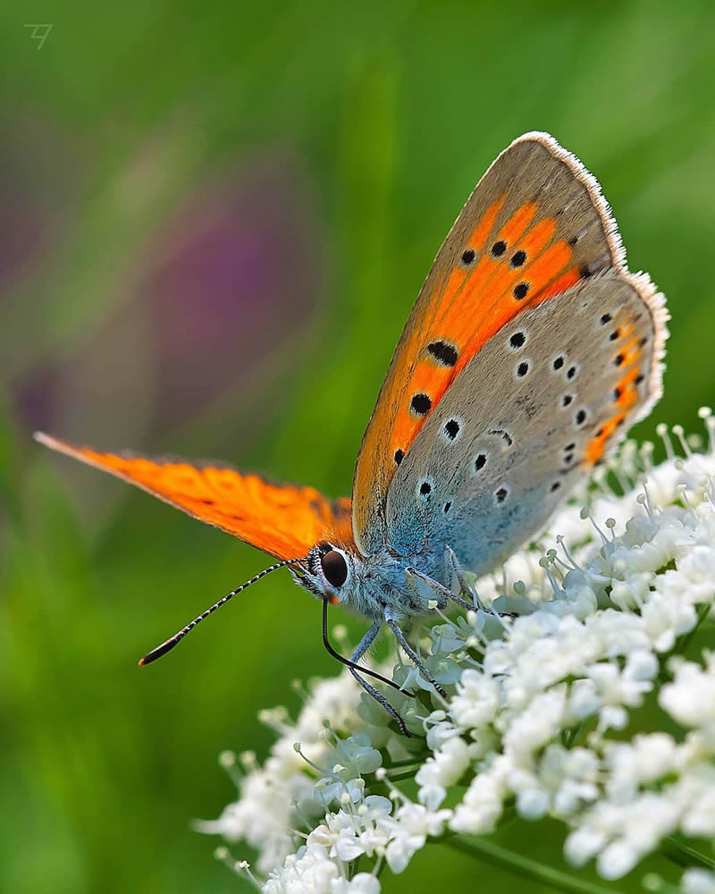 Macro Photos Of Insects, Flowers, Snails by Andrey Aydarov