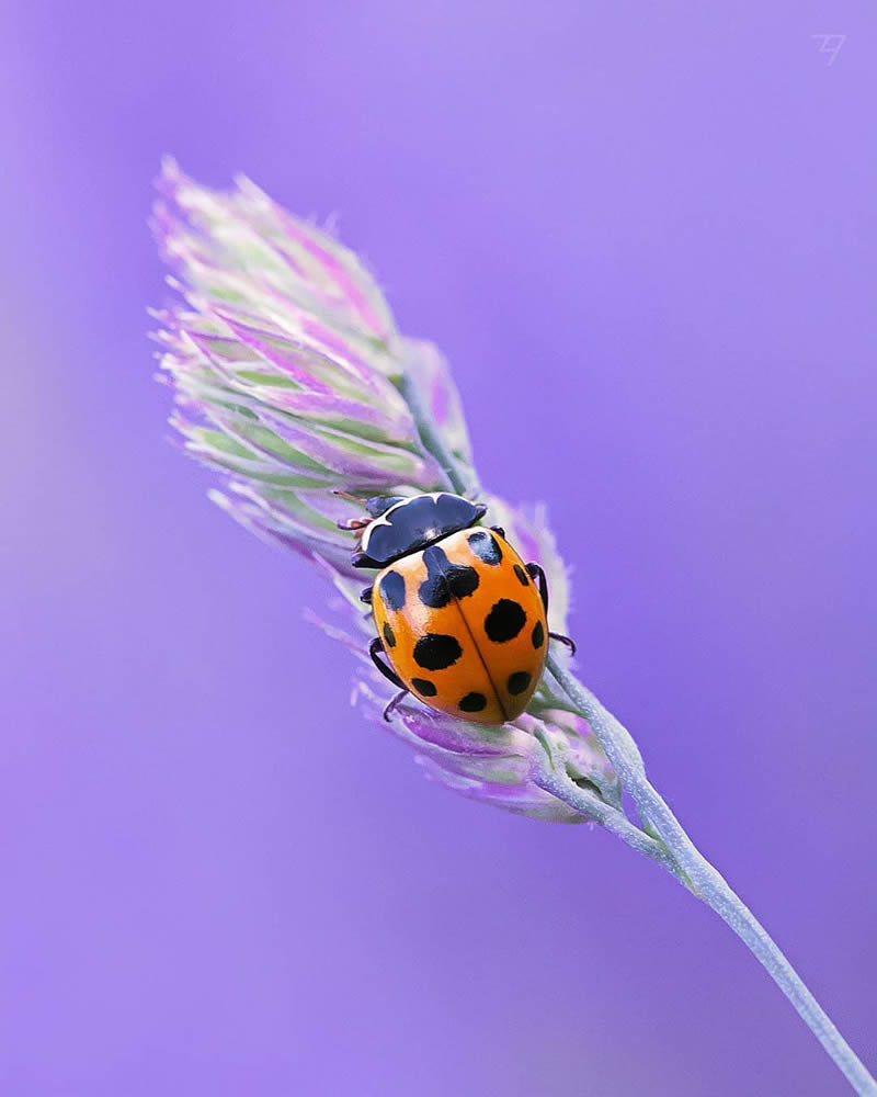 Macro Photos Of Insects, Flowers, Snails by Andrey Aydarov