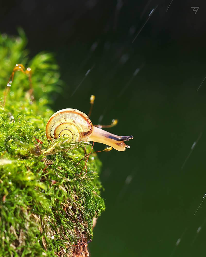 Macro Photos Of Insects, Flowers, Snails by Andrey Aydarov