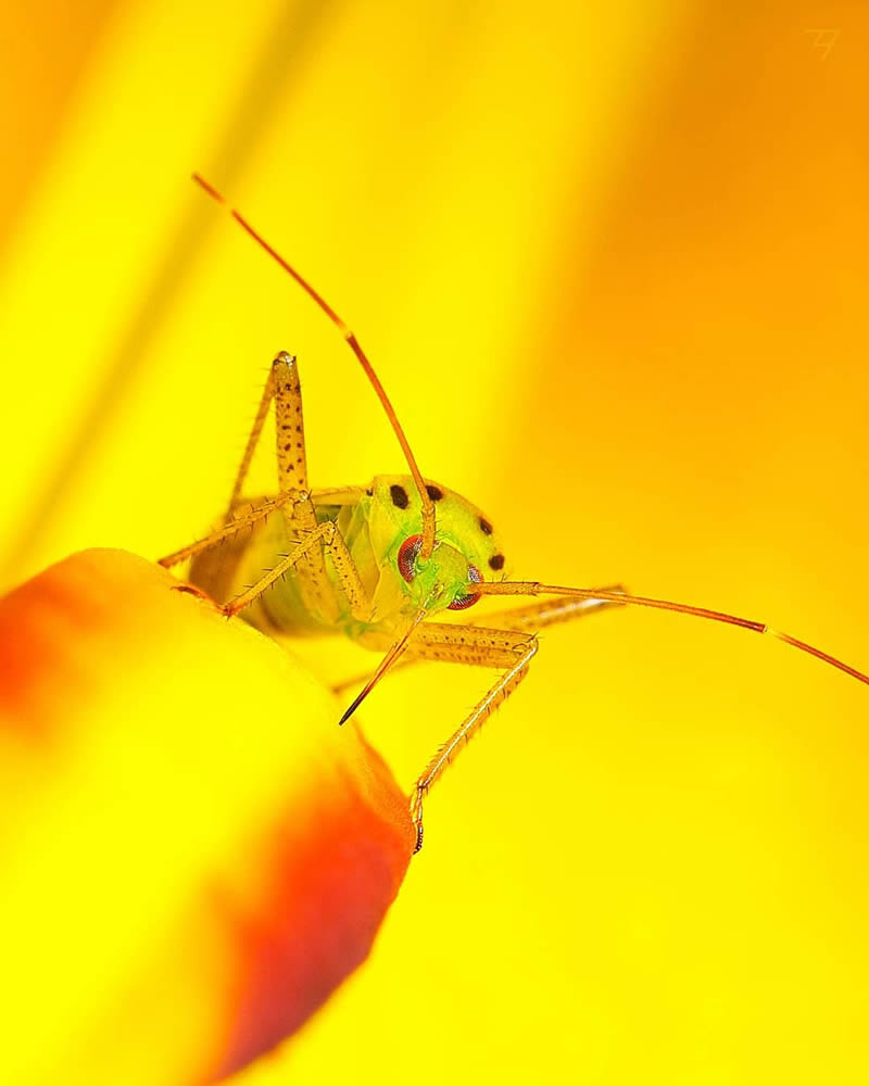 Macro Photos Of Insects, Flowers, Snails by Andrey Aydarov