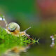 Macro Photos Of Insects, Flowers, Snails by Andrey Aydarov