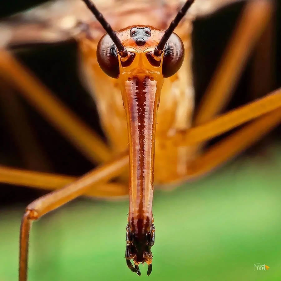 Macro Photography by Lucky Jaiswal