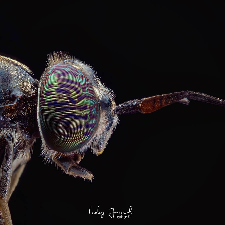 Macro Photography by Lucky Jaiswal