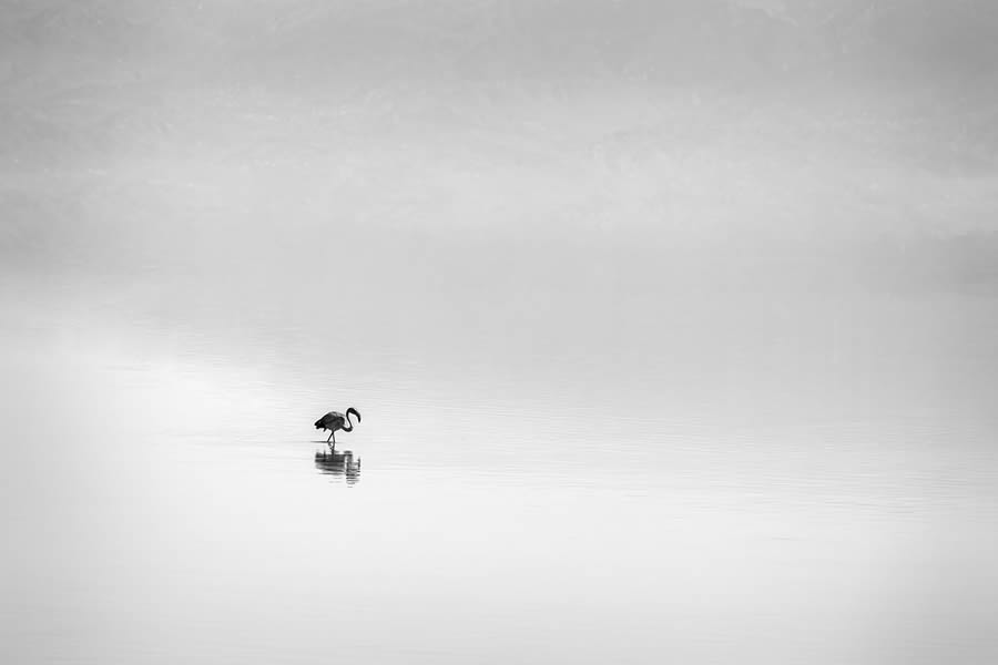 Mesolongi Lagoon Black and White Landscapes by George Digalakis