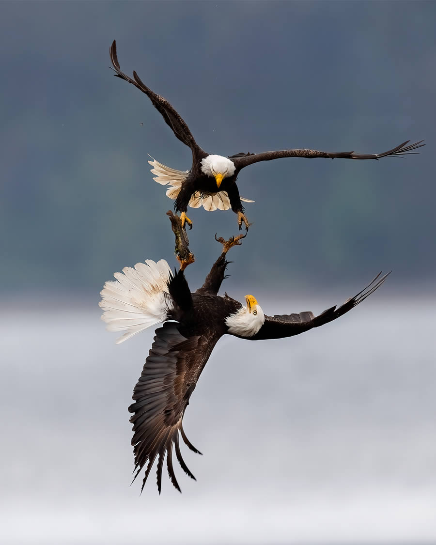 Natures Best Photography Awards 2024 Bird Winners