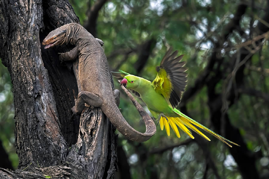 Natures Best Photography Awards 2024 Bird Winners