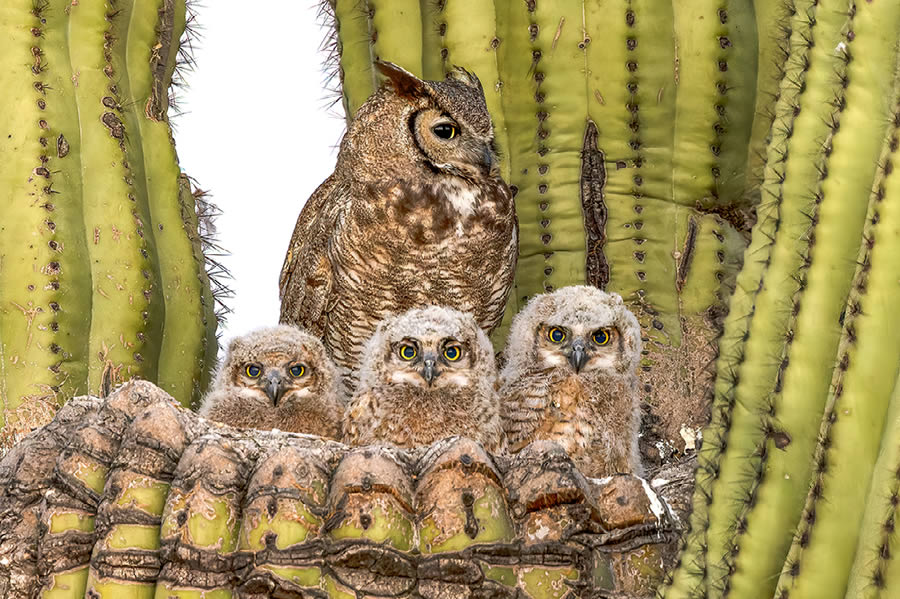 Natures Best Photography Awards 2024 Bird Winners