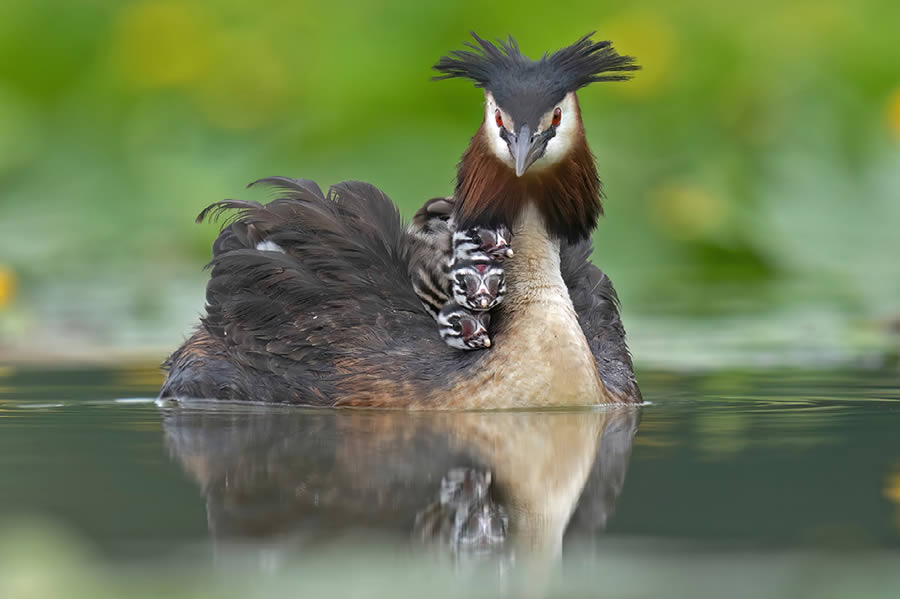 Natures Best Photography Awards 2024 Bird Winners