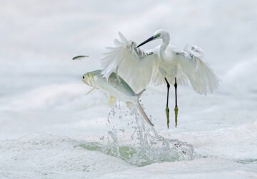 Natures Best Photography Awards 2024 Bird Winners