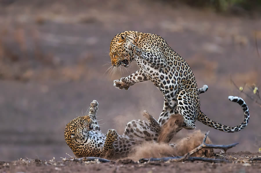 2024 Best Award Winning Wildlife Photography