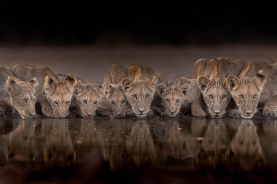 2024 Best Award Winning Wildlife Photography