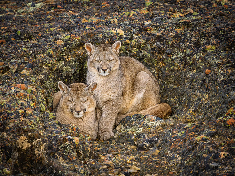 Nature Best Photography Wildlife 2024 Awards Winners