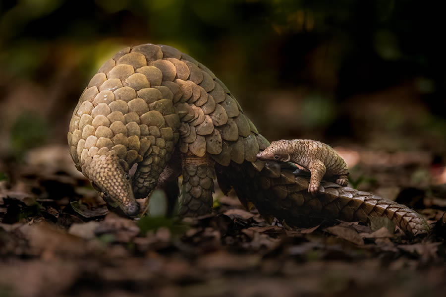 Nature Best Photography Wildlife 2024 Awards Winners