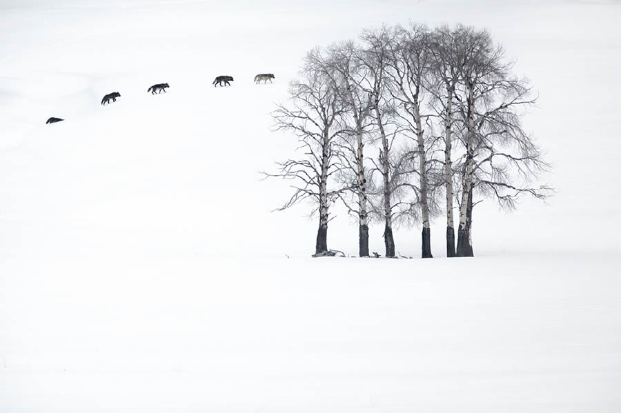 Nature Best Photography Wildlife 2024 Awards Winners