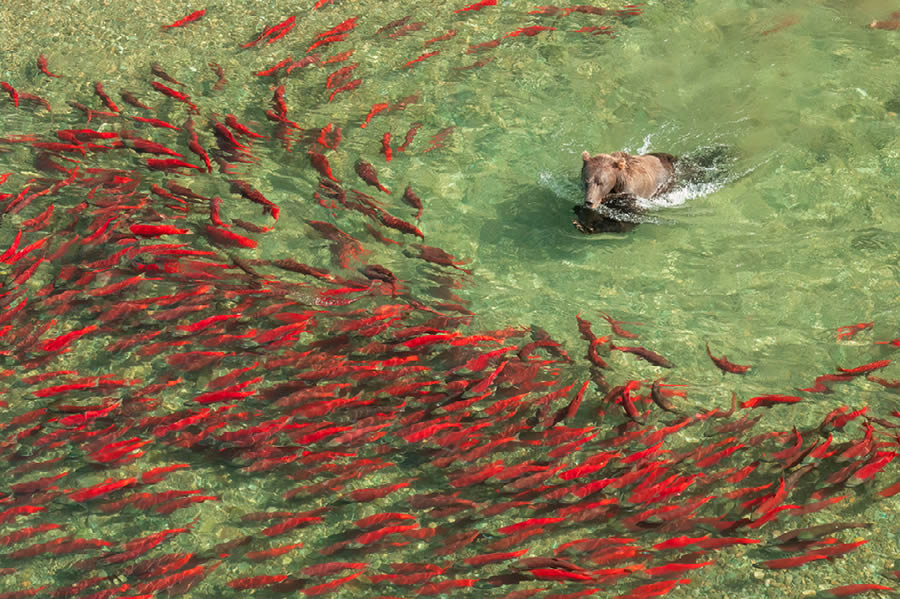 Nature Best Photography Wildlife 2024 Awards Winners