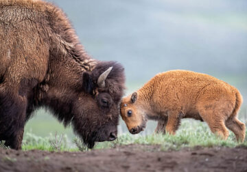 Nature Best Photography Wildlife 2024 Awards Winners