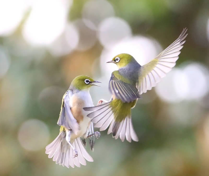 Beauty of Silvereye Birds by Aimee