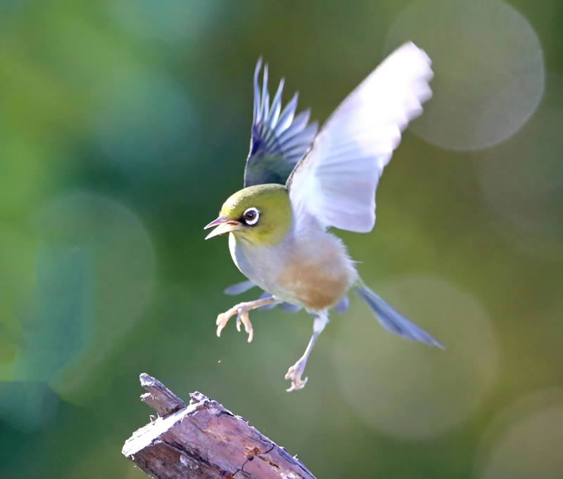 Beauty of Silvereye Birds by Aimee