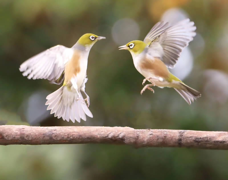 Beauty of Silvereye Birds by Aimee