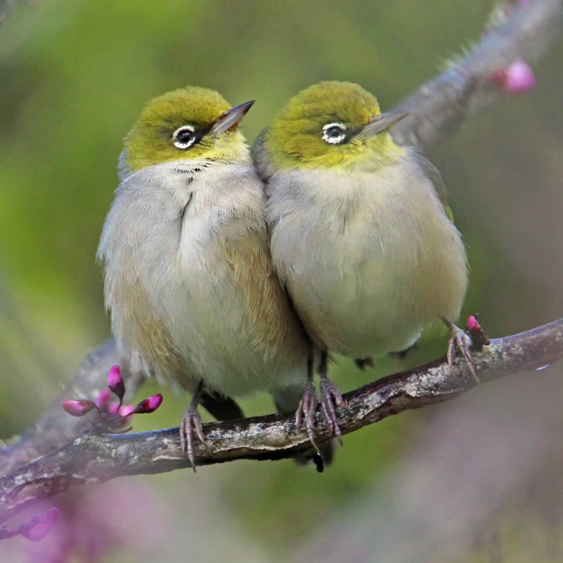 Beauty of Silvereye Birds by Aimee