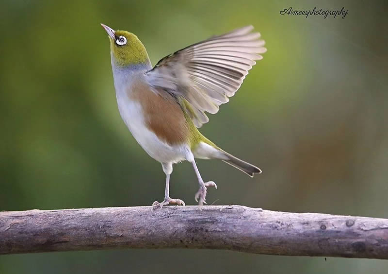 Beauty of Silvereye Birds by Aimee