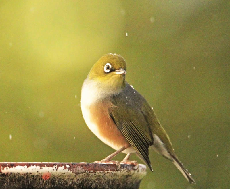 Beauty of Silvereye Birds by Aimee