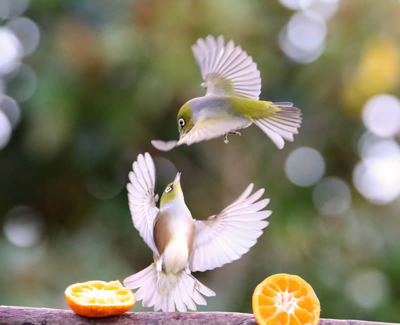 Beauty of Silvereye Birds by Aimee