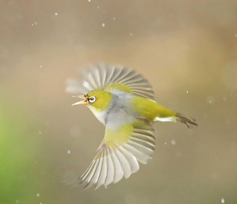 Beauty of Silvereye Birds by Aimee