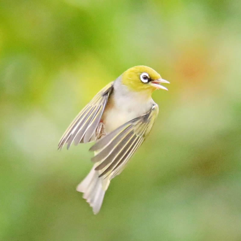 Beauty of Silvereye Birds by Aimee