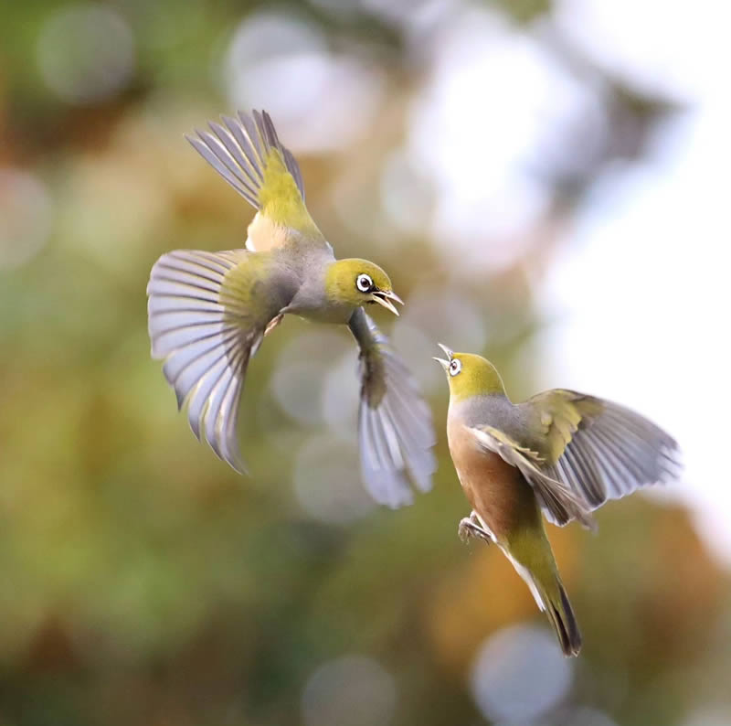 Beauty of Silvereye Birds by Aimee