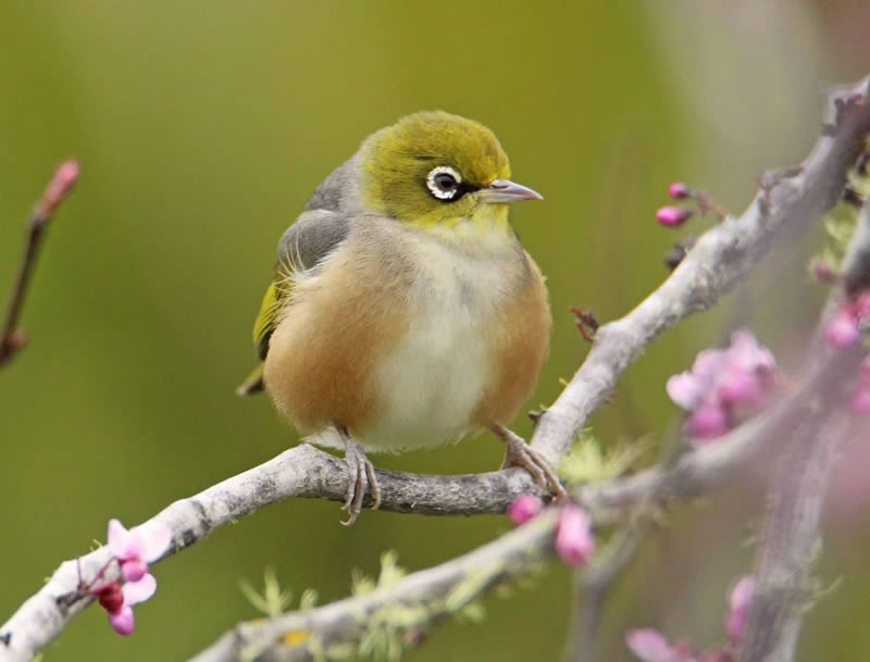 Beauty of Silvereye Birds by Aimee