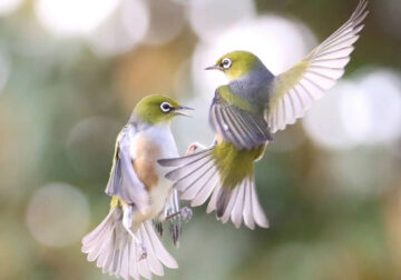 Beauty of Silvereye Birds by Aimee