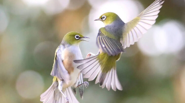 Beauty of Silvereye Birds by Aimee