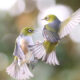 Beauty of Silvereye Birds by Aimee