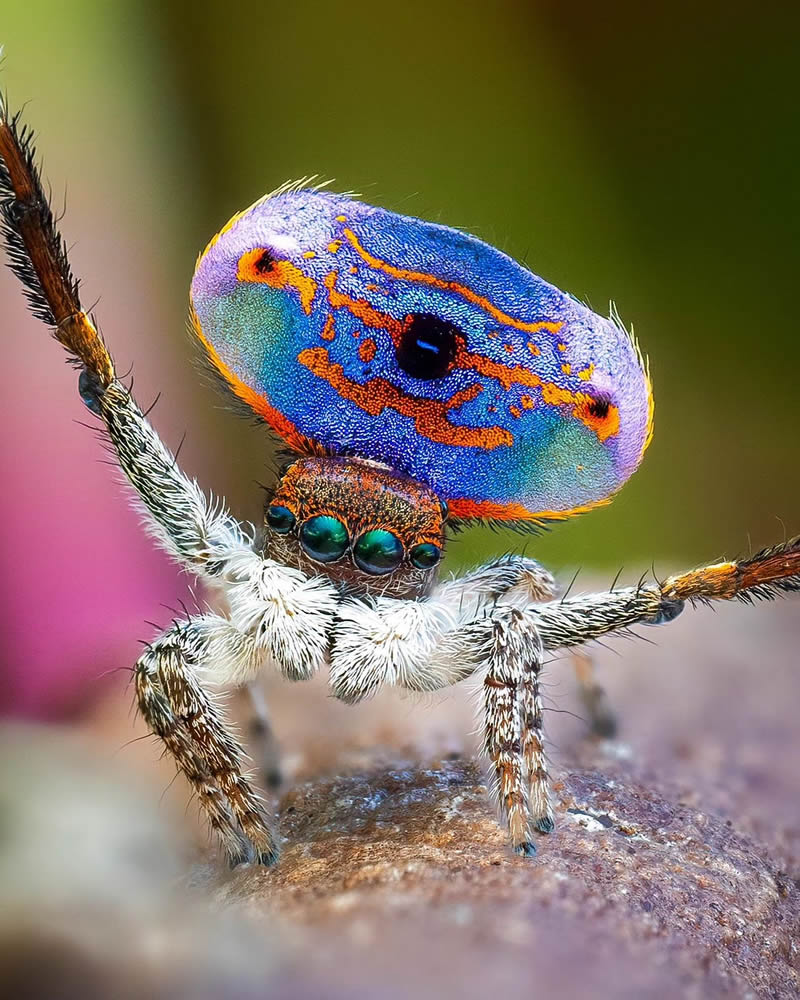 Spider Macro Photography by Flynn Prall