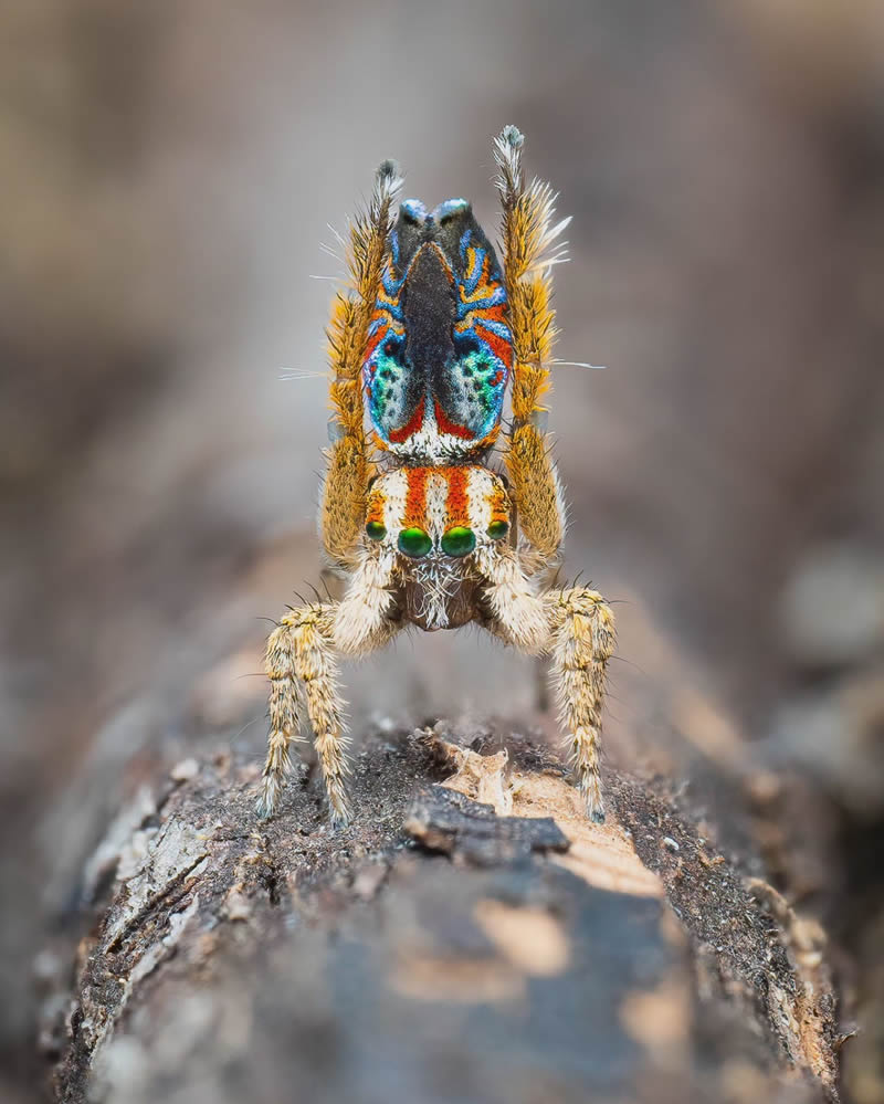 Spider Macro Photography by Flynn Prall