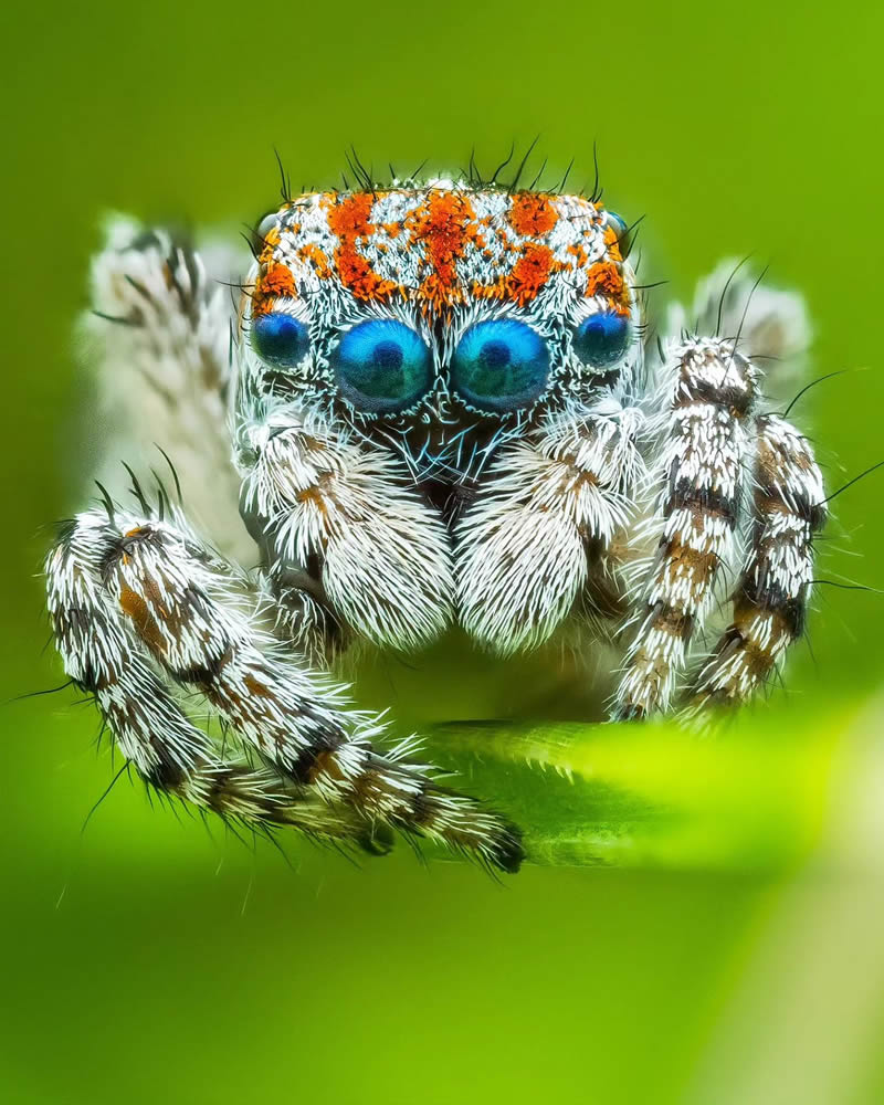 Spider Macro Photography by Flynn Prall