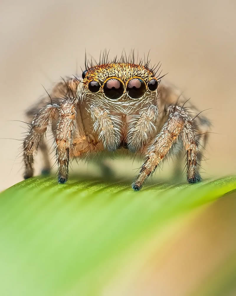 Spider Macro Photography by Flynn Prall