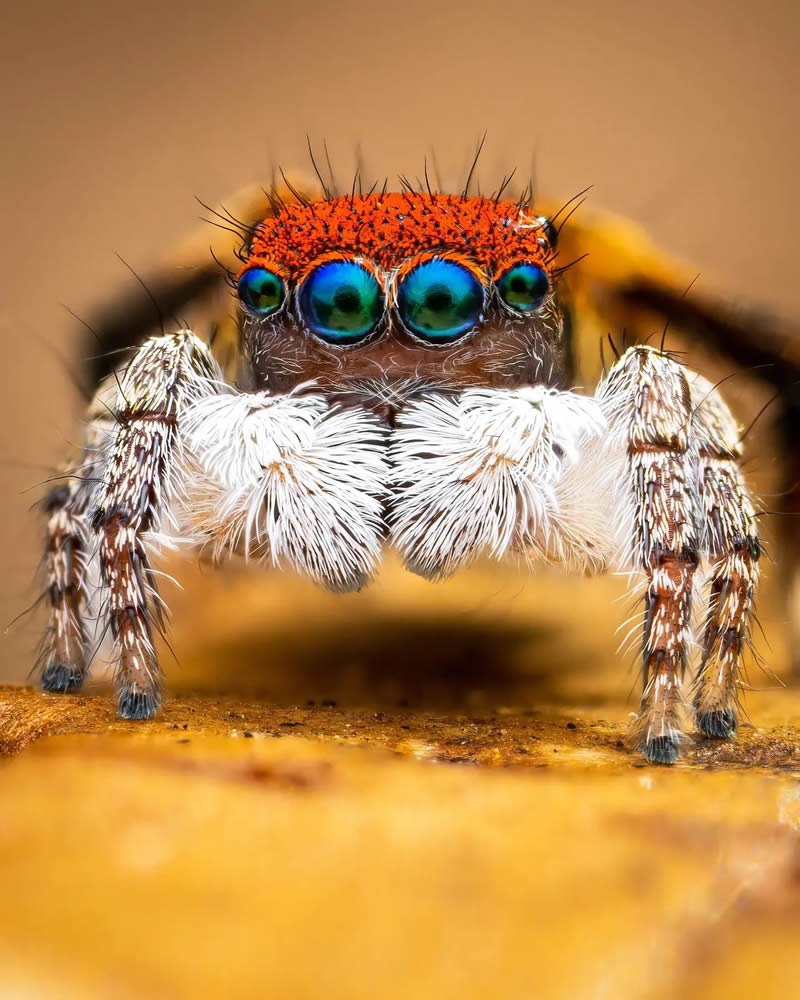 Spider Macro Photography by Flynn Prall