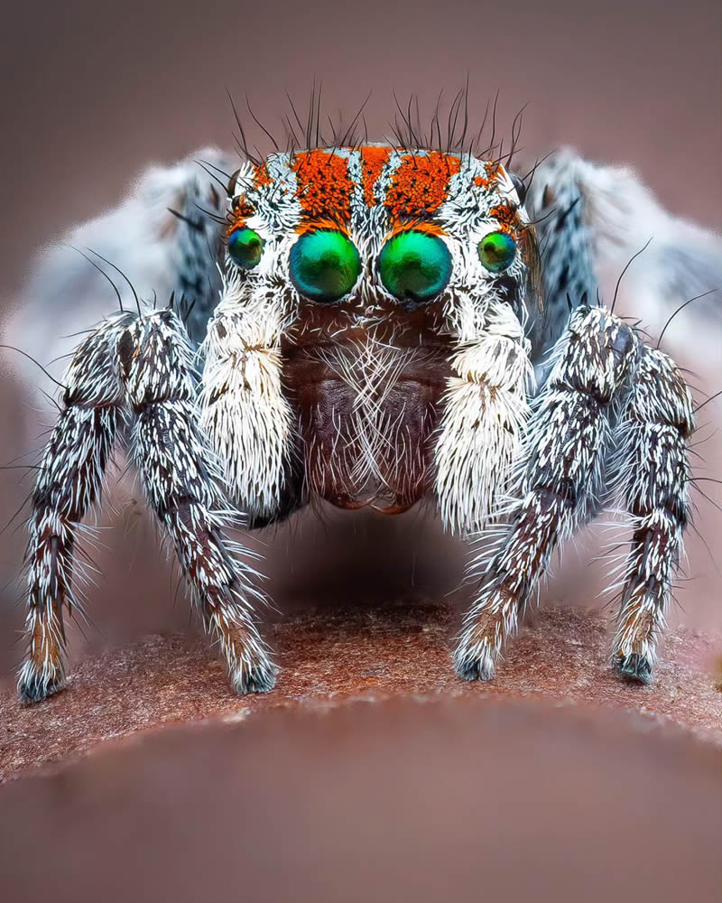 Spider Macro Photography by Flynn Prall